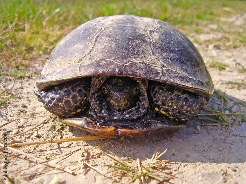 hidden turtle Stock Photo | Adobe Stock