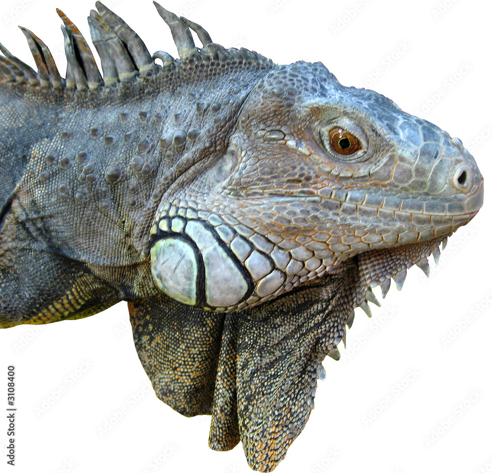 Fototapeta premium iguane