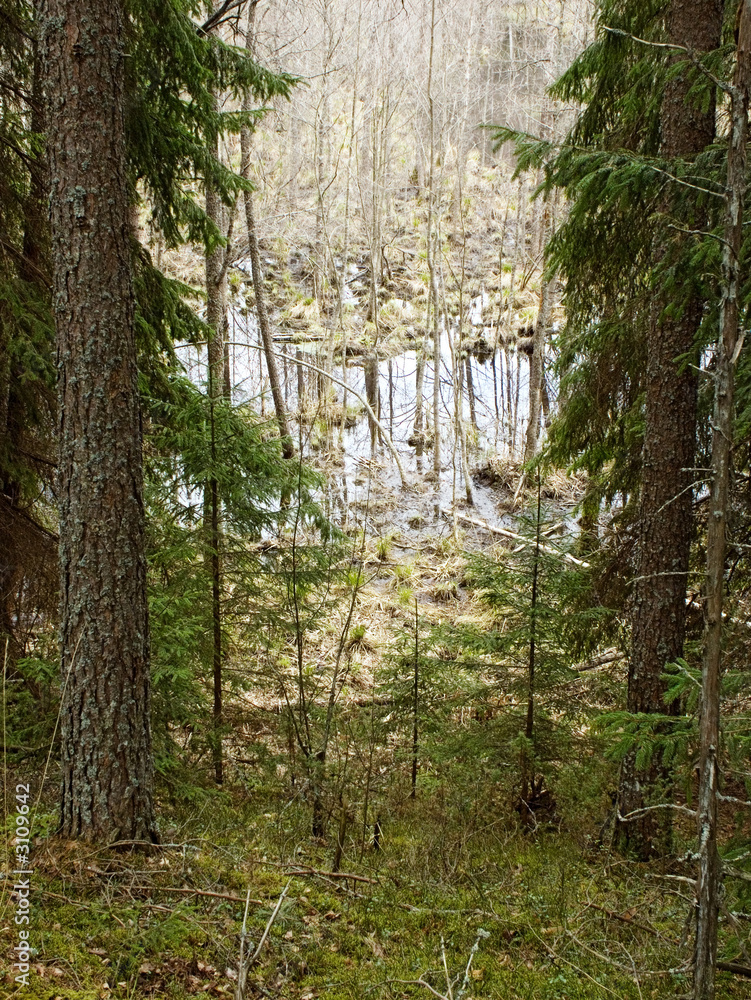 Obraz premium wildness landscape