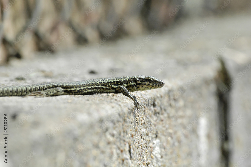 lézard