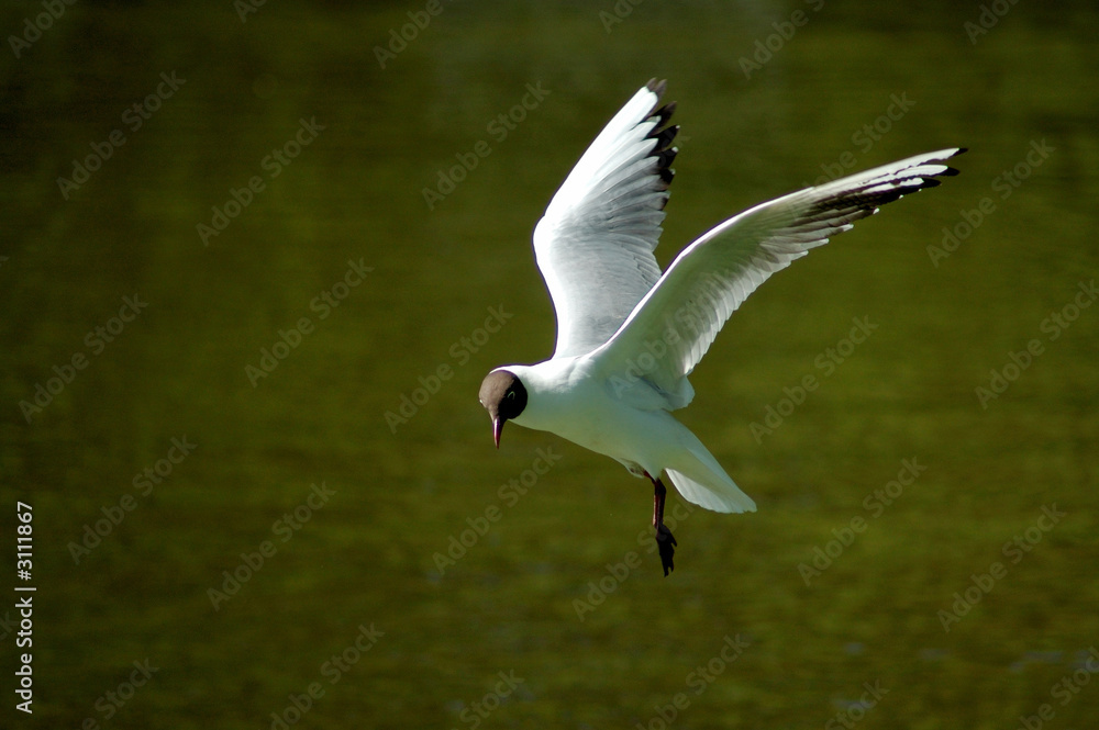 möwe schwebend