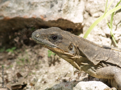 iguana 1