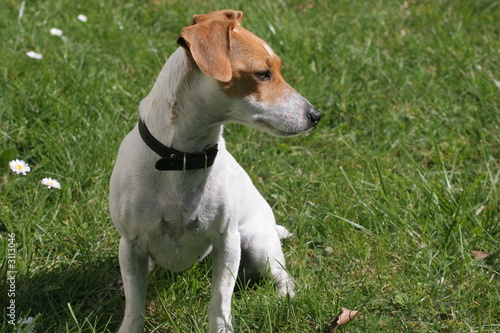 jack russell assis