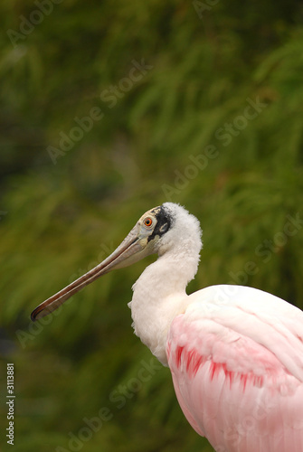 roseate spoonbill