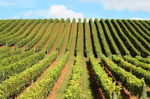 beautiful vineyard in new zealand