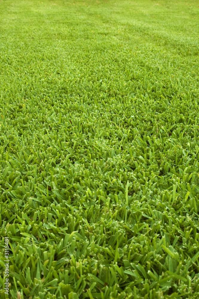 green lawn green lawn
