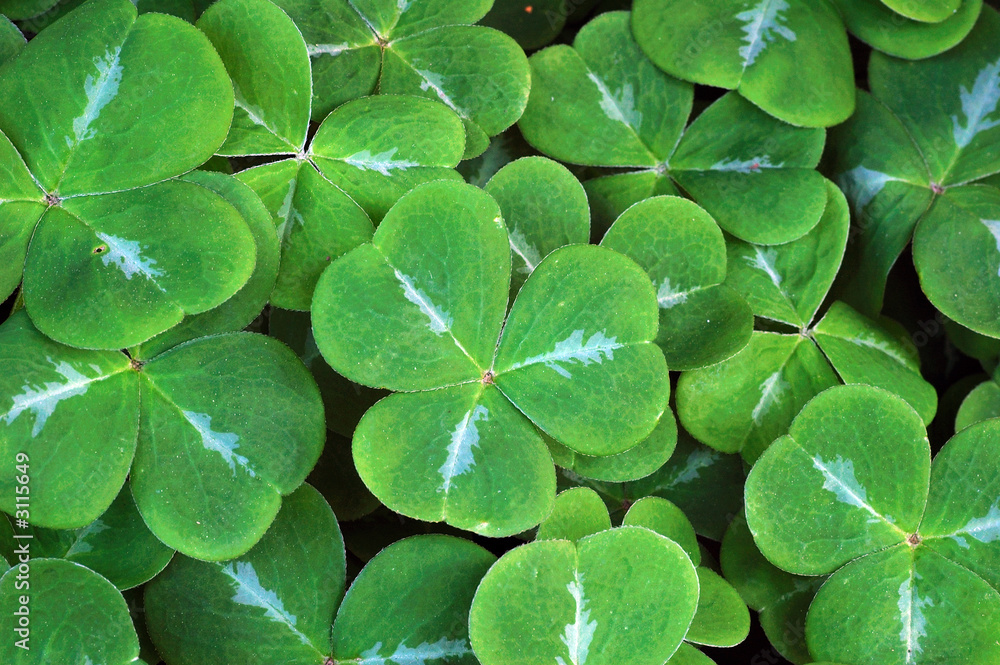 clover leaves clover leaves
