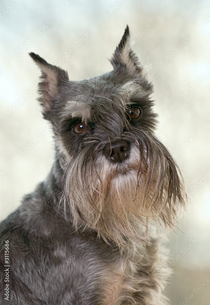 portrait of a dog