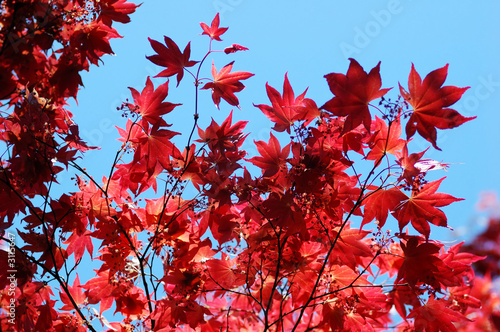 maple leaves and sky