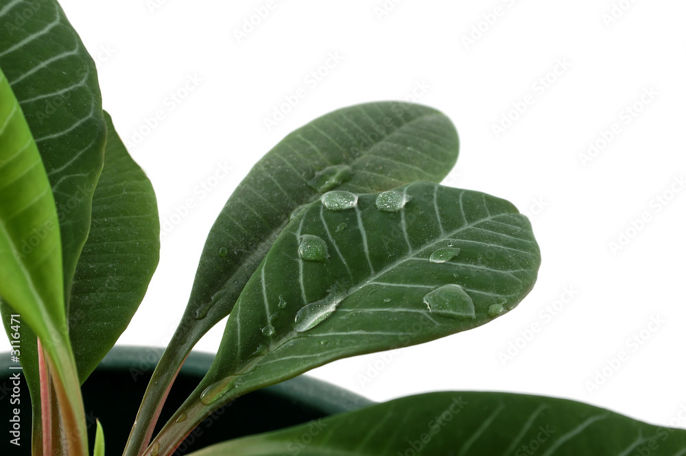 Obraz premium leaf and drops of water