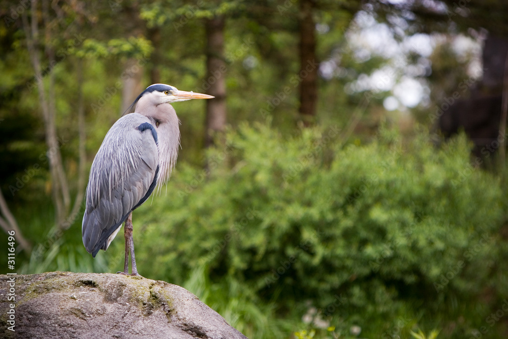 Obraz premium Blue Heron