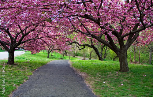 cherry blossom path