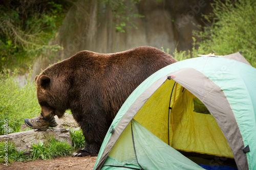 Bear Camp