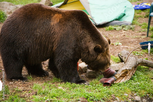 Grizzly Bear Smelling Shoe