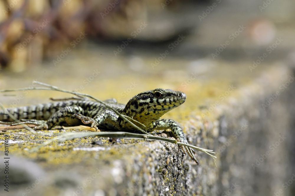 Naklejka premium lézard