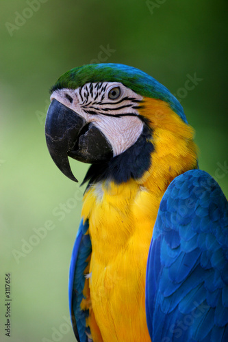 blue macaw parrot