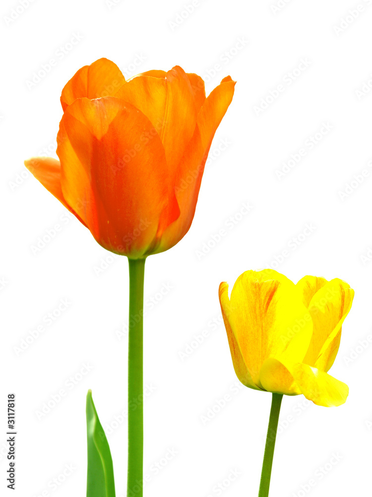 tulips isolated on white tulips isolated on white