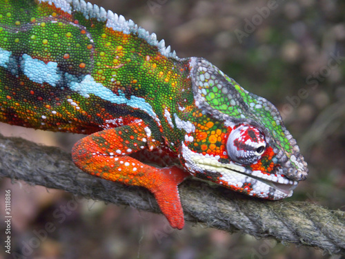 chameleon 02