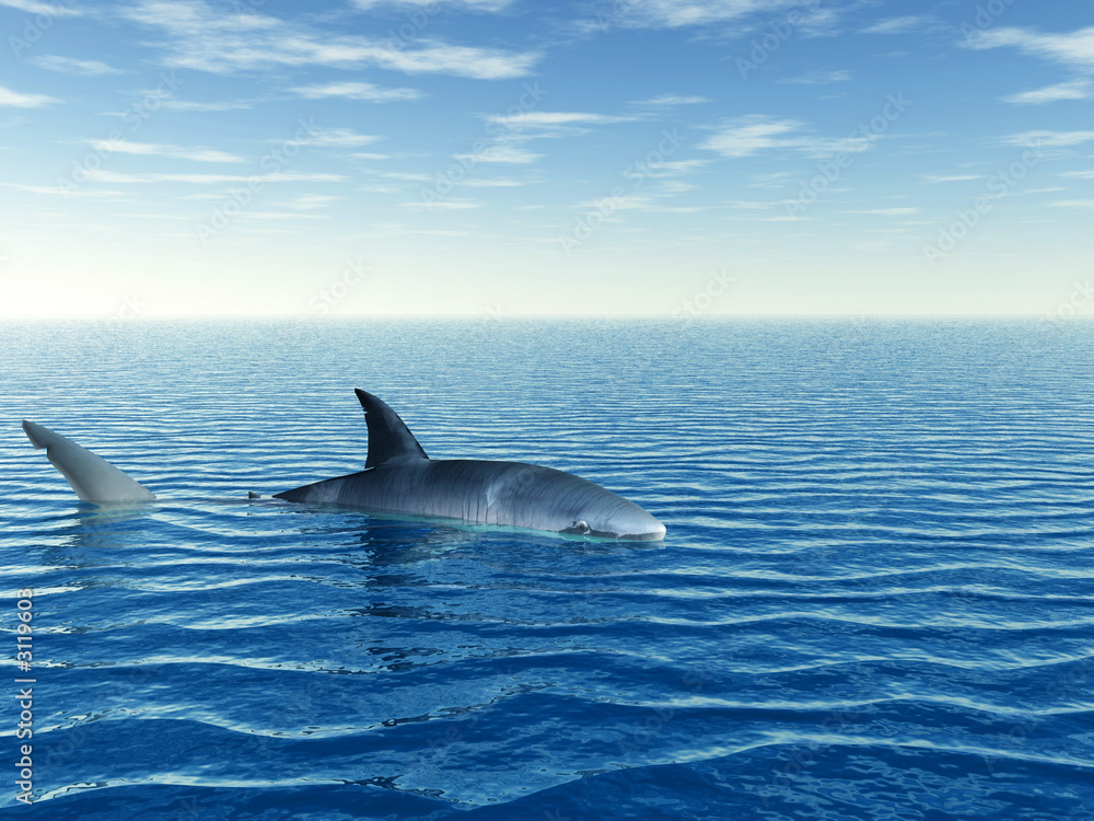 Fototapeta premium shark_alone