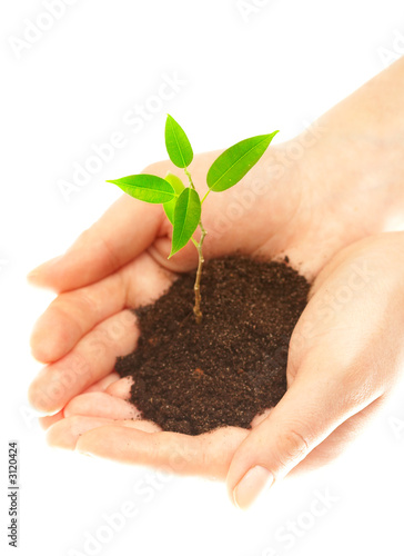 human hands and young plant