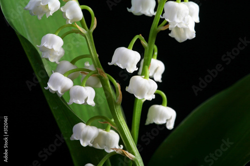 clochette de muguet