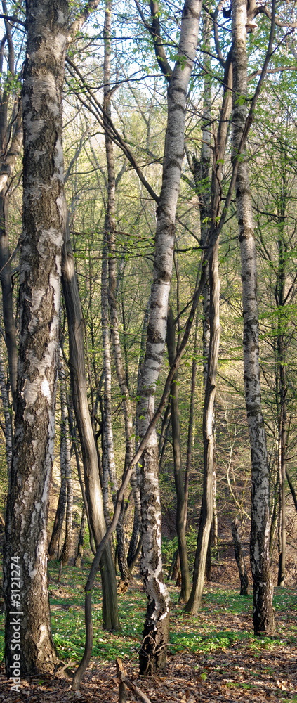Fototapeta premium birch forest