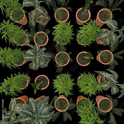 plants