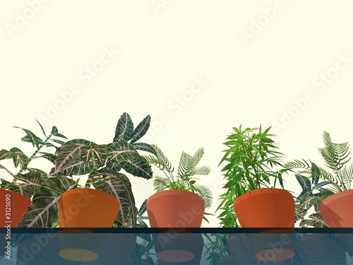 plants  on shelf