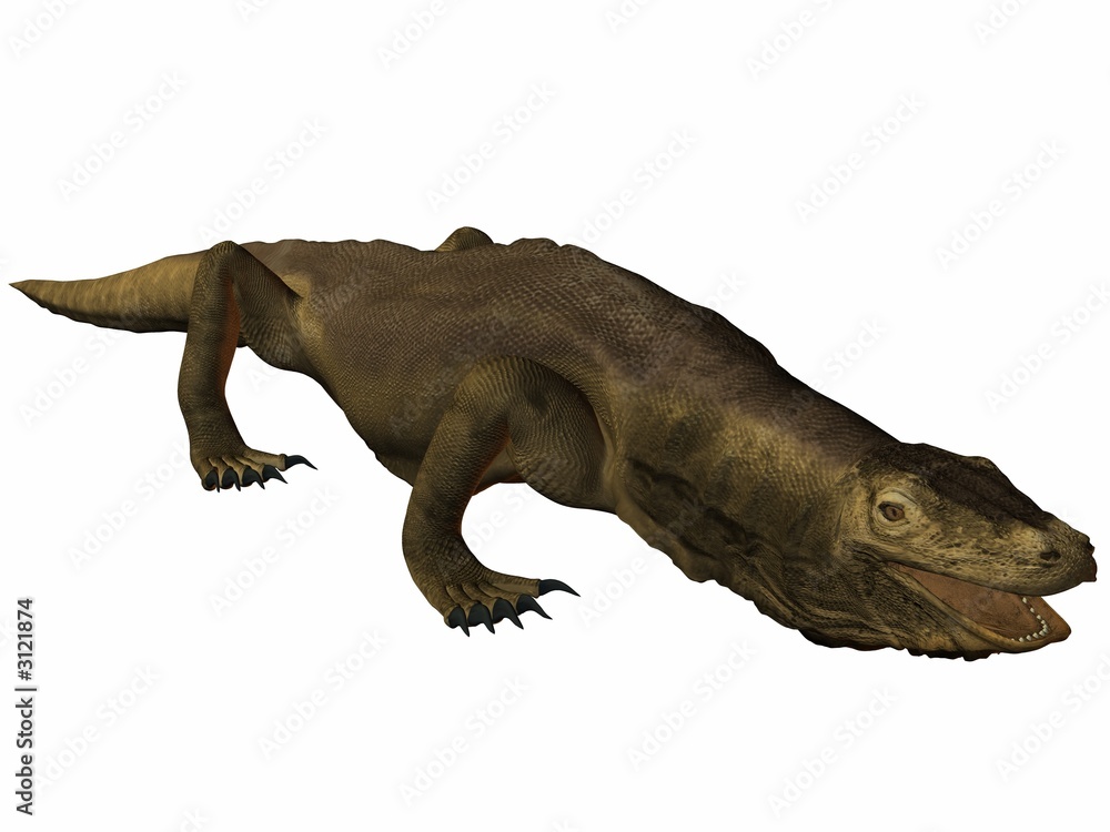 Fototapeta premium komodo dragon