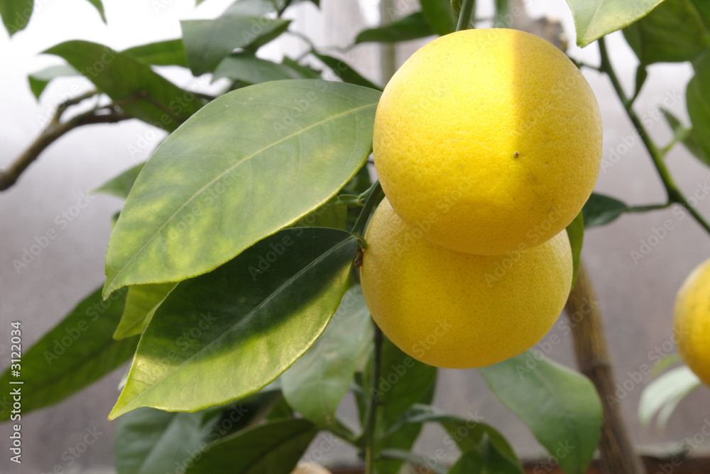 lemon branch lemon branch
