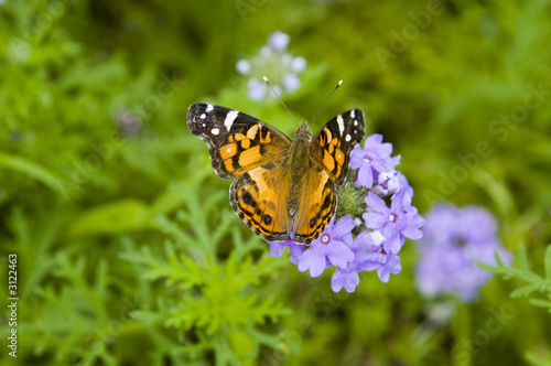 orange butterfly on purple flower © Clarke Wendel