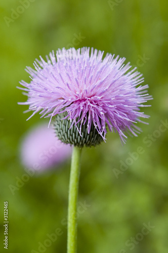 round purple wildflower