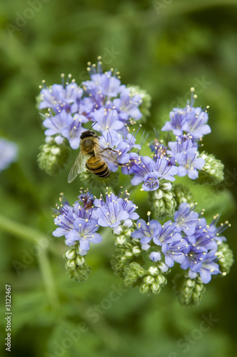 bee on blue flowers