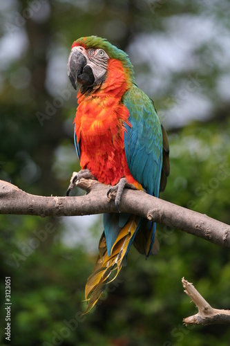 pappagallo © Aledify