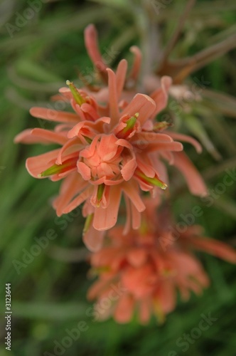 orange wildflower