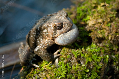 croaking toad