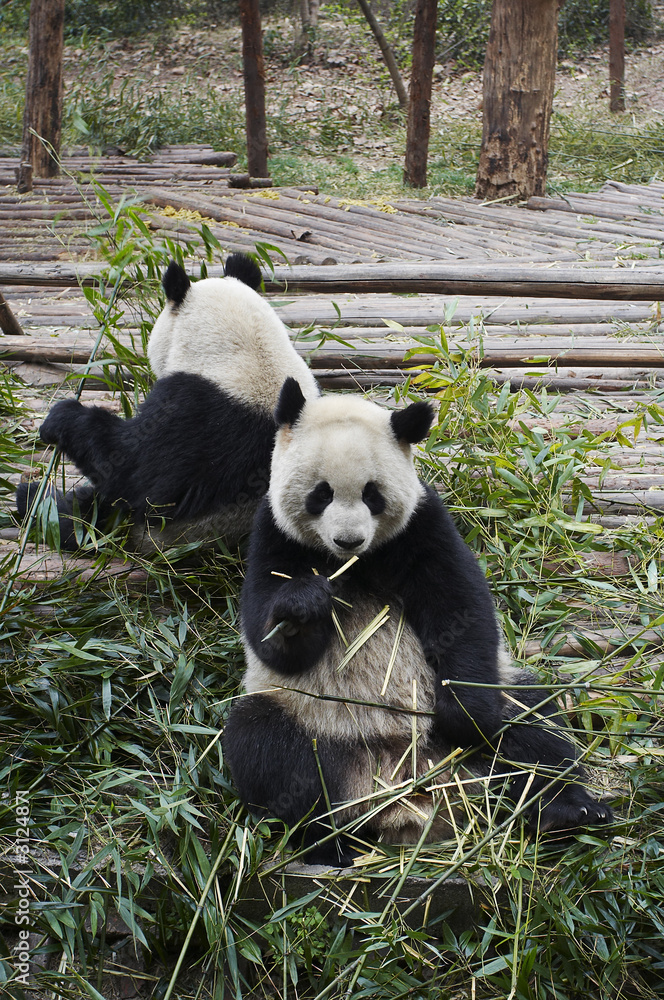 Obraz premium giant panda bear