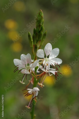 wildflower