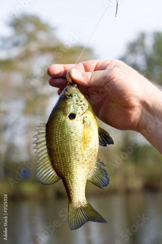blue gill
