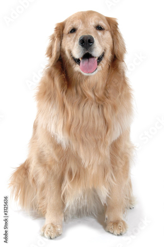 golden retriever sitting