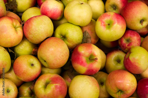 harvest time for apples