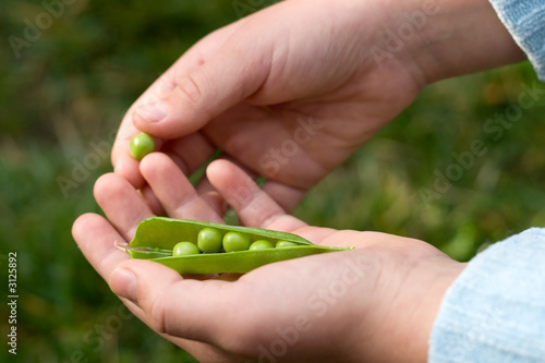 hands hold cracked pea pod