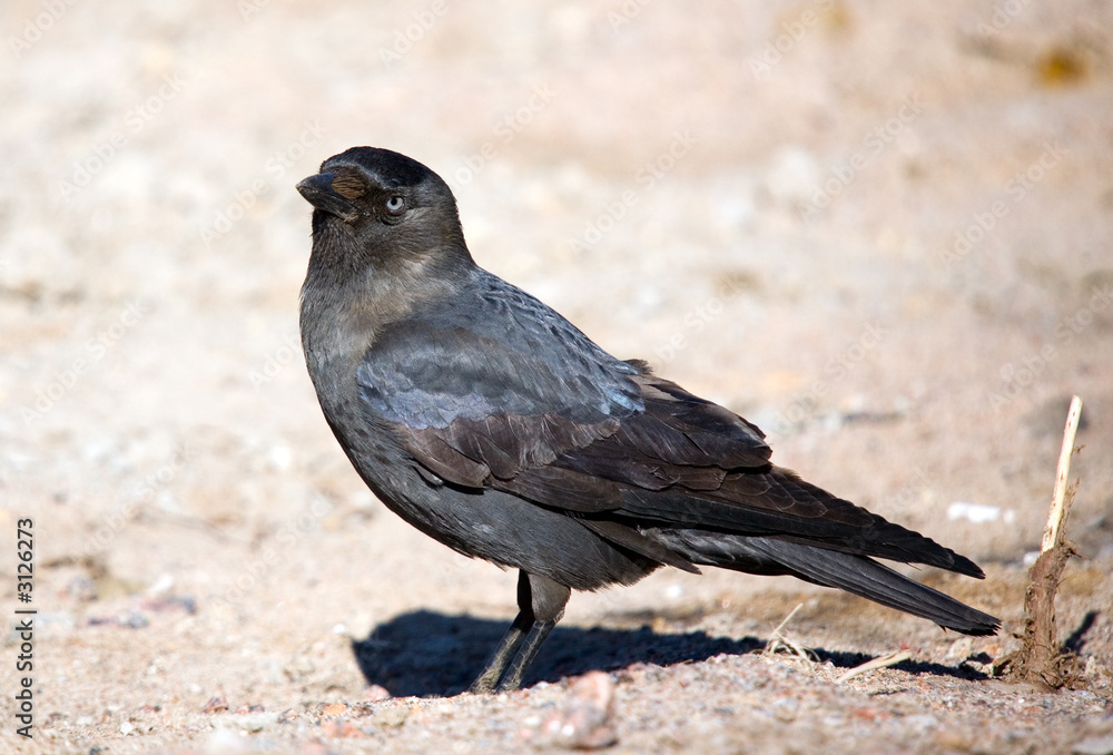 Obraz premium jackdaw