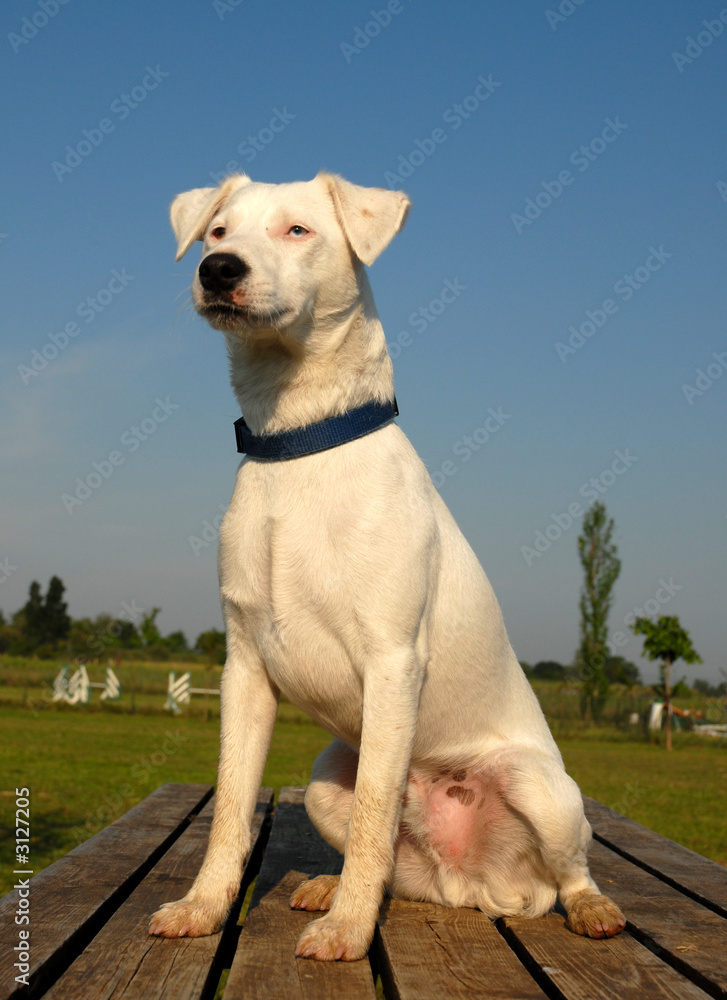 fier jack russel fier jack russel