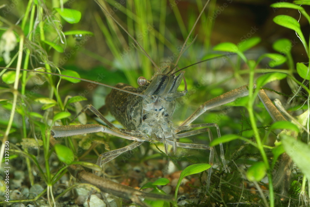 freshwater shrimp freshwater shrimp