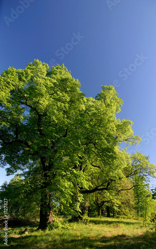 spring countryside with green lime trees