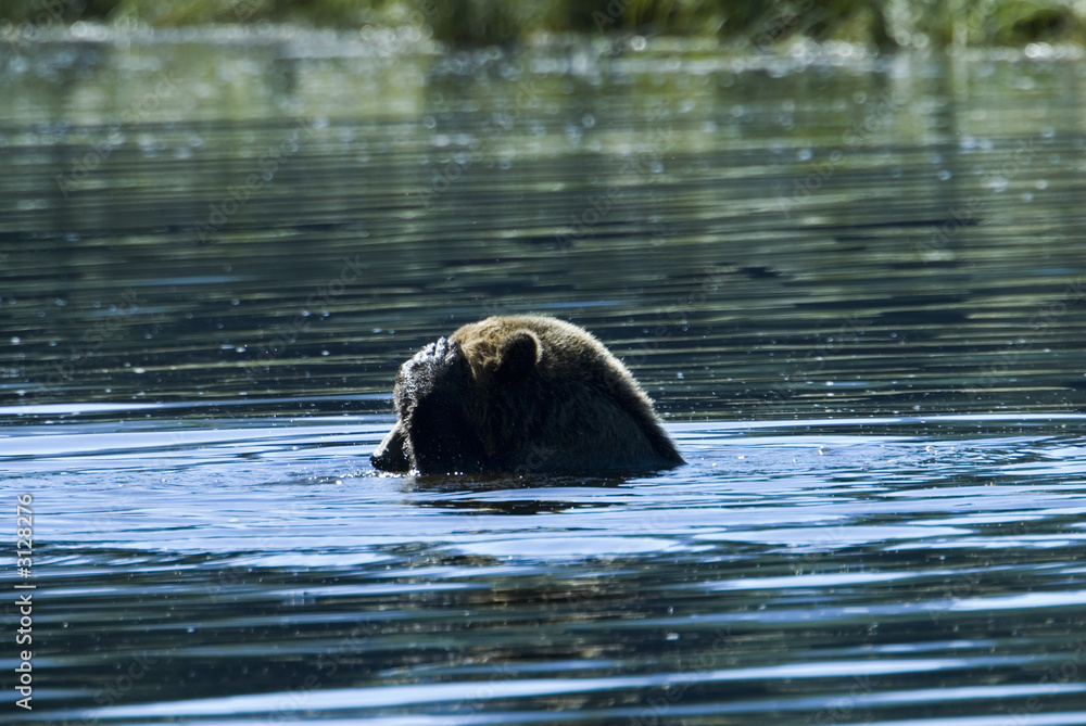Fototapeta premium grizzly closed eyes