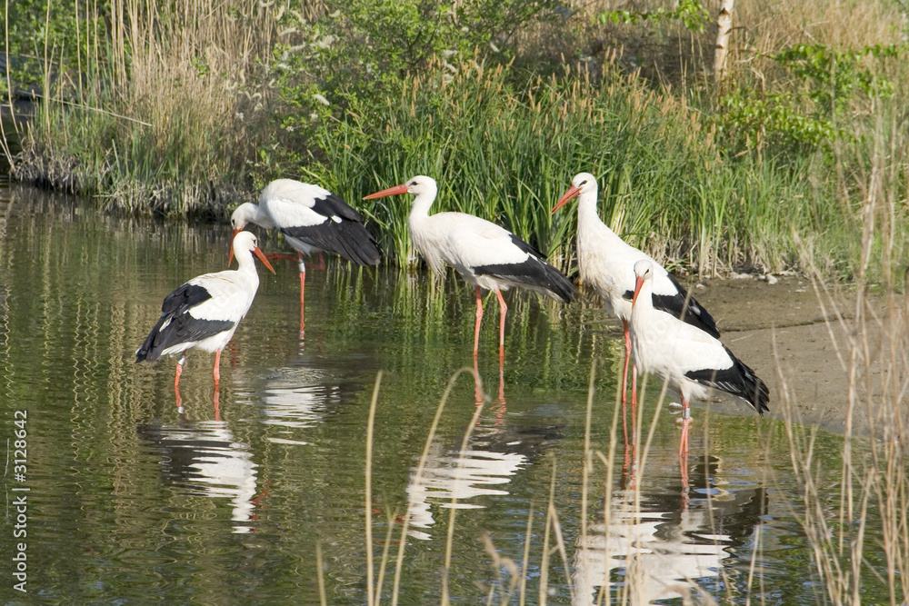 Obraz premium Cigognes, alsace.