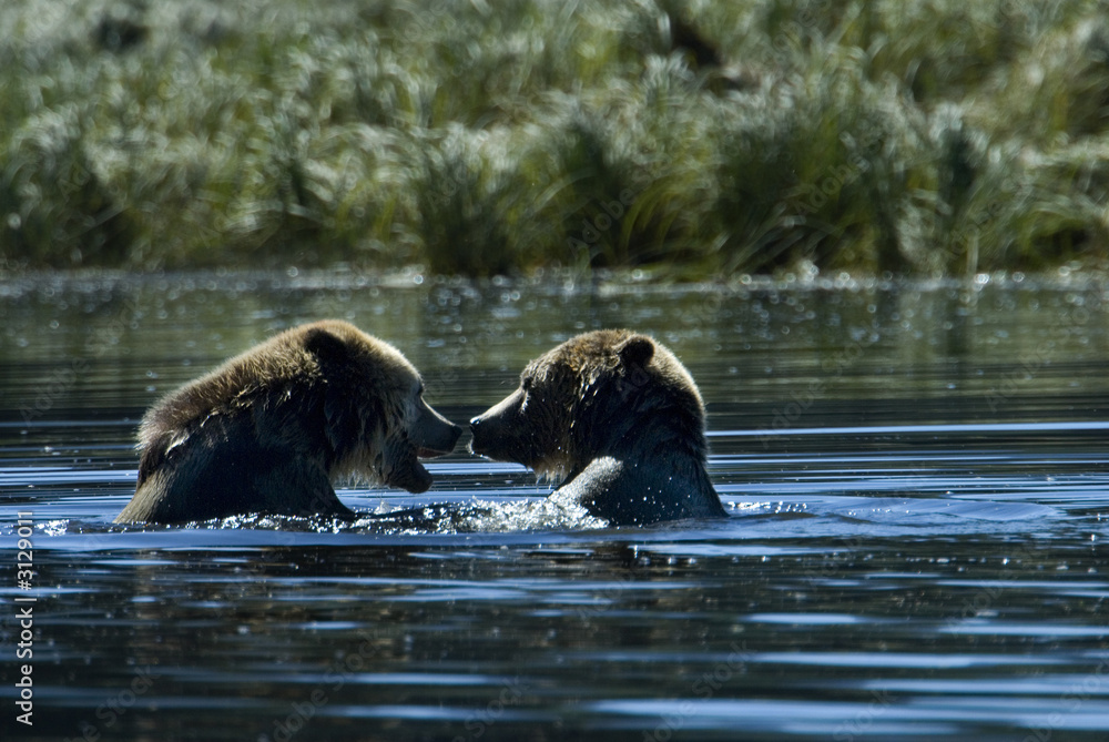 Fototapeta premium grizzlies fighting