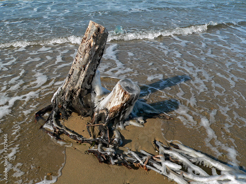 stump and surf 2